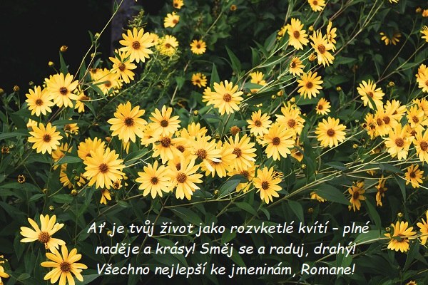 Přání ke jmeninám Romanovi na pozadí žlutých lučních květin.