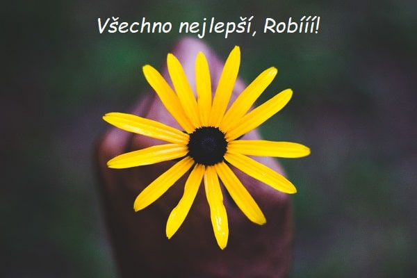 Žlutý květ v mužské ruce s nápisem Všechno nejlepší, Robííí! 